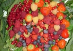 Piccoli-Frutti-1.jpg