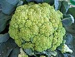 Broccolo Capoccione di Albano (RM)